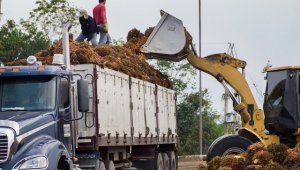 Colombia debería aprovechar el etanol de palma para no depender del petróleo. Archivo