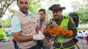 Solo unas pocas personas acudieron al llamado que hizo la Policía Metropolitana de devolver las especies silvestres.  
 Jean Javier García
