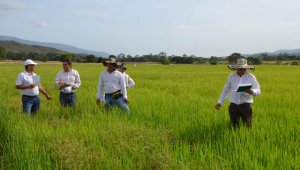 Técnicos del Tolima hicieron un recorrido por los cultivos de arroz del área rural de Cúcuta y El Zulia, en donde comenzaron a probar las semillas resistentes a las plagas y al clima. Rodrigo Sandoval