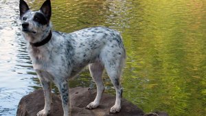 10. Perro del Ganado Australiano. Es conocido por su inteligencia, especialmente cuando se le entrena para arrear el ganado (de ahí es de donde viene su nombre). Esta raza ha estado arreando manadas desde el siglo XIX, porque es muy activo. Internet