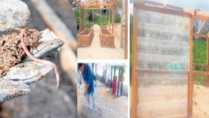 La lombriz roja californiana se encarga de descomponer las heces de vacas, cerdos y cabras. Daicy Echeverri