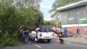 El árbol cayó sobre dos vehículos. Cortesía