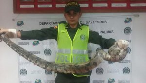 Las especies serían comercializadas. Policía Nacional