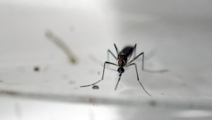 Zika. Archivo