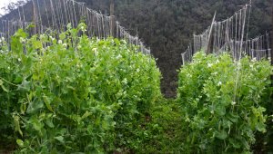En la zona veredal de Pamplona se suspendieron las concesiones de agua para riego de cultivos. Roberto Ospino