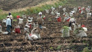 La parte positiva del estudio es que el mismo muestra que algunas áreas en las que los CWR están relativamente completas, como las del trigo, garbanzo, tomate, soya y arroz. Estas muestras ya han probado ser valiosas en esfuerzos de mejoramiento. Colprensa