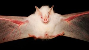 Murciélago artibeus cinereus. Este animal fue fotografiado en 2008. Hernani Oliveira, National Geographic