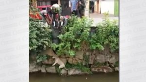 El intendente Sergio Bermúdez en una acción riesgosa salvó la vida de este perro labrador. Suministrada
