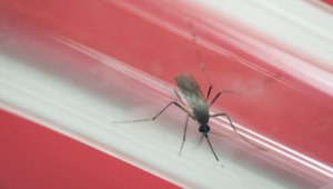 A comienzos de este año un bebé nació en Hawaii con microcefalia relacionada al zika. AP