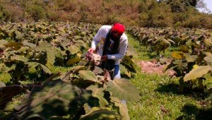 Entre las carreras tecnológicas abiertas están control de calidad, gestión de empresas agropecuarias, procesamiento de alimentos y producción ganadera. Archivo