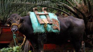Con el proyecto ‘Restauración del Corredor Biológico de la Palma de Cera’, en el centro del país, el Gobierno quiere recuperar la funcionalidad de ecosistemas degradados. Colprensa