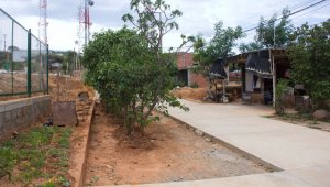 Hasta el próximo miércoles permanecerían estos árboles frutales en medio de la vía. Finalmente serán talados para terminar la pavimentación Alfredo Estévez