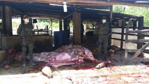 La Policía encontró 702 kilos de carne en canal que aún poseía las cabezas de los animales. Policía Nacional