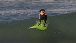 Pequeños o grandes, acompañados de sus dueños o solos, más de medio centenar de perros con chalecos salvavidas surfearon las olas en la playa de Huntington, en California, en la octava edición de una competencia original.
 AFP