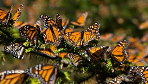 Se pondrá énfasis en la conservación de los bosques de una reserva natural en el estado de Michoacán Internet