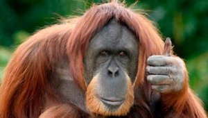 Internet | Referencial