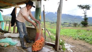 En los cultivos de café, frutas y verduras hay déficit de recolectores para las temporadas de cosechas. Archivo La Opinión