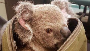 El bebé koala pesa unos 1,5 kilos (3 libras) y lo nombraron Alfred. AP