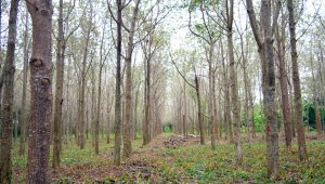 Cultivo de madera meling y ceiba en el Centro de Investigación Turipaná de Corpoica. Hay plantadas 20 hectáreas. Edinsson Figueroa
