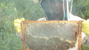 Las familias campesinas reciben una colmena y con ella inician la producción de miel en las fincas. Javier Sarabia