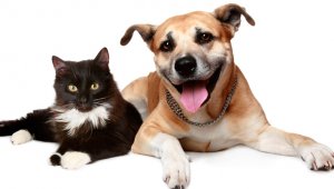 Unos prefieren la autonomía de los gatos, otros se inclinan por la educación y utilidad de los perros. Patipedia.com