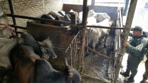 Cuatro personas han sido detenidas por este delito. Policía