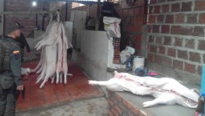 En el matadero clandestino decomisaron 1.060 kilos de carne porcina. Policía Nacional