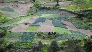 Cárdenas informó que este año el Gobierno no tiene pensado realizar ninguna enajenación de empresas públicas. Archivo