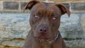 Perro Pitbull. Colprensa