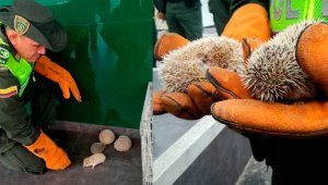 El sujeto capturado quedó a disposición de la Unidad de Reacción Inmediata (URI) de la Fiscalía y las especies están bajo la orden de Corponor. Polícía Nacional
