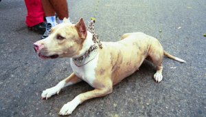 La enfermedad, denominada Parvovirus y que se incuba en el cuerpo del animal entre dos y cuatro semanas, ataca especialmente a los cachorros entre cero y seis meses de vida y a perros adultos que no han sido vacunados. Archivo