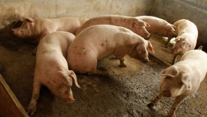 En Norte de Santander hay cerca de 50 granjas de cerdo organizadas y más de mil pequeños productores, que tienen unos cuantos animales en sus parcelas. Archivo