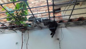 Además de los gatos, un perro también habrían muerto envenenado en la avenida 11 y a 11A de Torcoroma, en la ciudadela La Libertad. Mario Franco