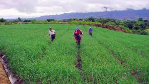 La tecnificación de los cultivos es una de las apuestas de las organizaciones campesinas para ahorrar agua y energía. Javier Sarabia
