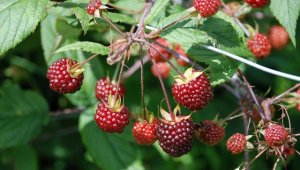 En la vereda san francisco de Pamplona se detectó el brote. Para el caso de Ragonvalia los focos son las veredas Babilonia, Tachirita, San Miguel y La Unión. Archivo