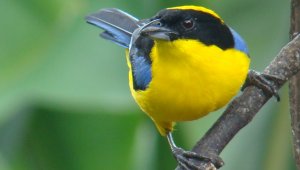 Son necesarias medidas urgentes de conservación por parte de las autoridades ambientales. Colprensa