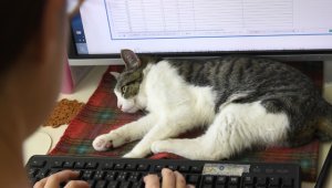 Tener gatos en la oficina también tiene su parte negativa. AFP