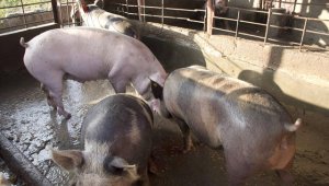 El contrabando y la fata de apoyo de las autoridades para impulsar la producción de cerdo son los factores que han contribuido a la merma que ha registrado el sector. Archivo