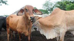 Seguirá la vigilancia en los predios que tengan animales susceptibles a contraer fiebre aftosa en Tame. Colprensa