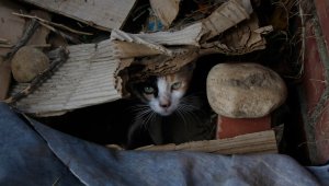 En la Avenida del Río, un ‘hotel gatuno’, como alguien lo bautizó, alberga a decenas de gatos que han sido abandonados en este sector de la ciudad.  Mario Franco