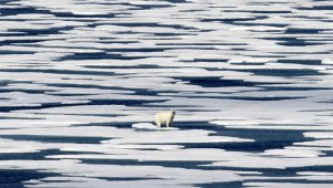Un oso polar se desplaza en un bloque de hielo en el Estrecho de Franklin, en el Archipiélago Ártico Canadiense. AP