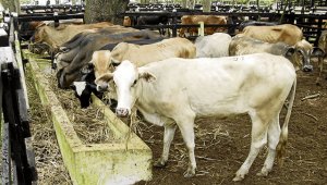 El Instituto encontró que se han venido adulterando documentos como el Registro Único de Vacunación. Colprensa