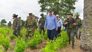 l hacer un recorrido por Tumaco, el vicepresidente, general Óscar Naranjo, informó que en lo corrido del año ya se han eliminado al menos 35.000 hectáreas con coca, de ellas unas 30 mil en erradicación forzosa. Colprensa