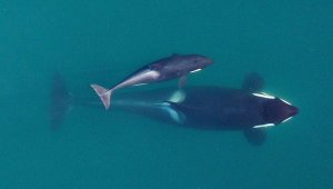 Fotografía de archivo de septiembre de 2015 facilitada por el Servicio Nacional de Pesca Marítima de Estados Unidos (NMFS, por sus siglas en inglés) de una orca adulta madre (abajo), mientras nada con su joven cría cerca de las islas San Juan, en el estado de Washington AP