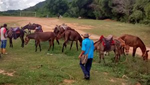 Los campesinos de dos veredas del corregimiento Otaré de Ocaña revivieron la arriería para transportar los productos agrícolas ante la carencia de vías. Javier Sarabia