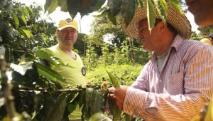 Los caficultores colombianos deben renovar 100 mil hectáreas este año, pues el pico de renovación fue hace cinco años. Colprensa