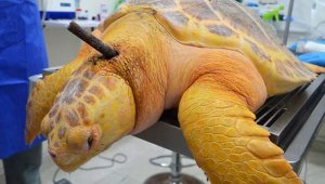 Una tortuga marina gigante de aproximadamente 5 años correspondiente a la especie Caretta Caretta fue intervenida quirúrgicamente en El Rodadero. Colprensa