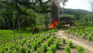 Son diez municipios que, con Tumaco, concentran el 50 % de los cultivos de uso ilícito. Colprensa