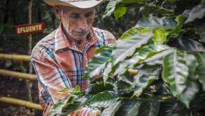 Países productores tienen más posibilidades de adaptarse a los cambios de temperatura porque tienen zonas más altas que pueden ser incorporadas para el cultivo de café. Archivo La Opinión