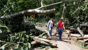 La tala indiscriminada no tiene justificación alguna, según denunció la corporación ambiental. Juan Pablo Cohen